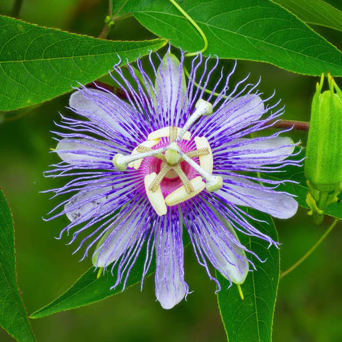 Passiflora Seeds - Purple Passion Flower