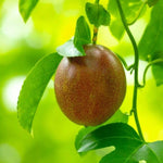 Passiflora Red Mix vine grown from seeds climbing plant variety