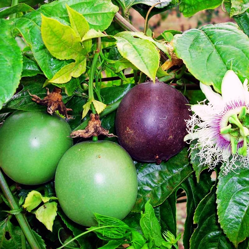 Passiflora seed planting guide mixed colour seeds