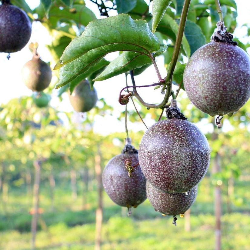 Passiflora Seeds for Planting Brown high quality vine seeds