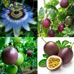 Non-GMO Passiflora seeds producing purple flowering vines