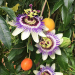 Passiflora seeds orange variety Non GMO high germination