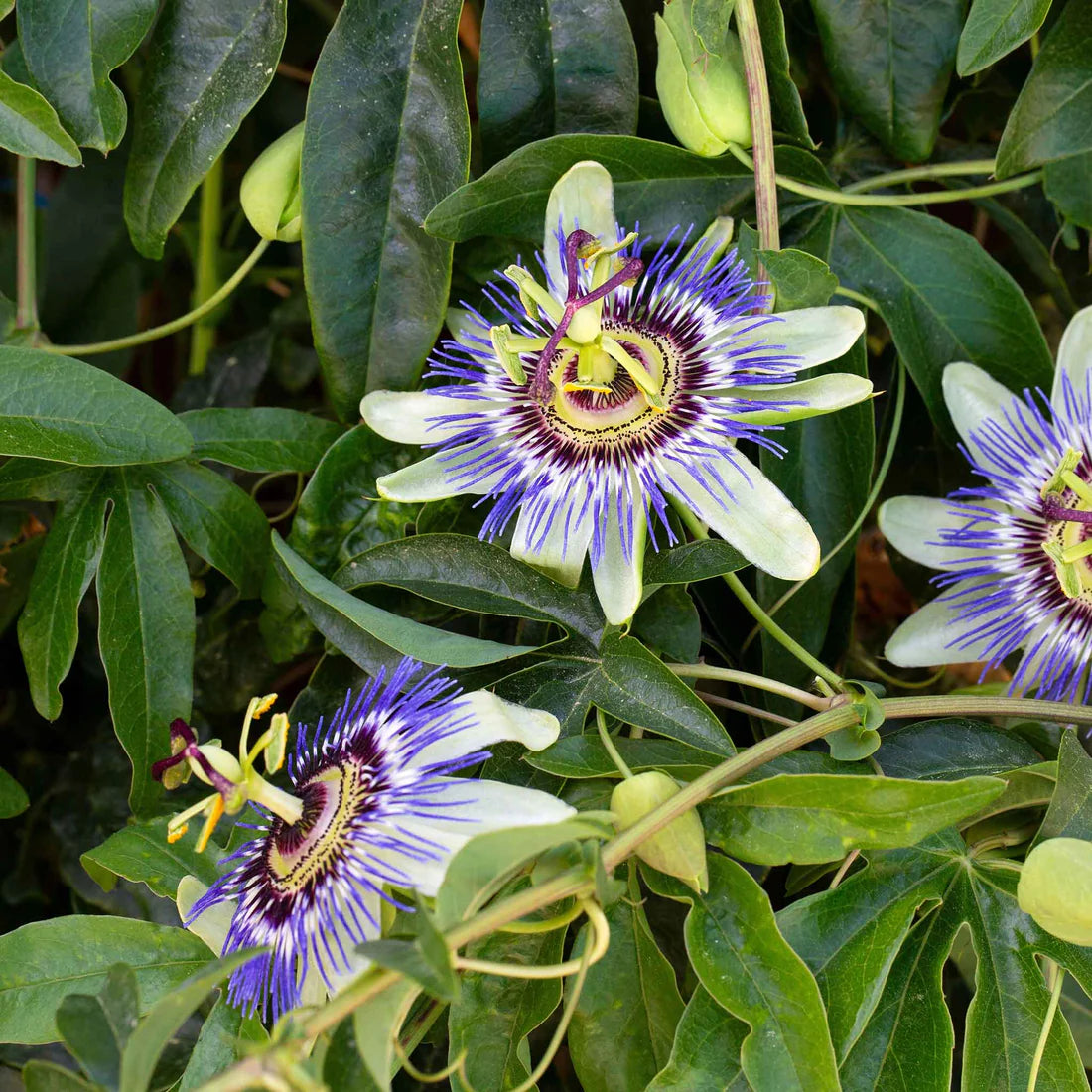 Passiflora Seeds