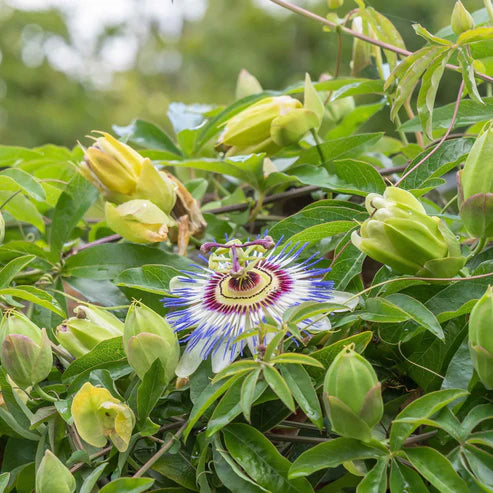 Passiflora Seeds