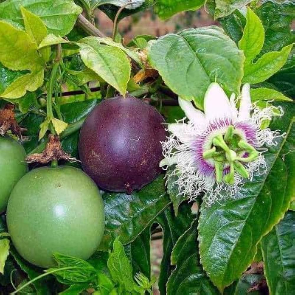 Passiflora Vine Climbing on Trellis from Seeds
