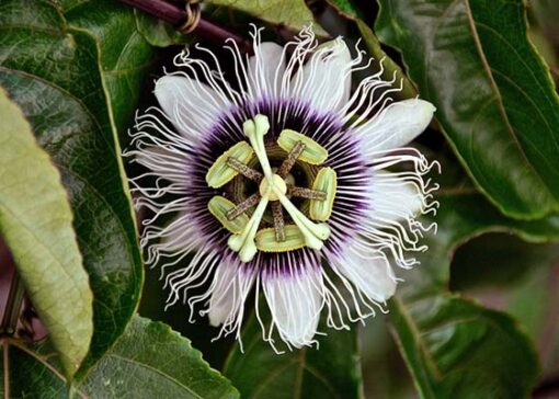 Passion Fruit Passiflora heirloom non-gmo garden seeds