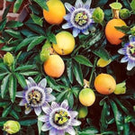Passion flower orange variety seeds Passiflora Edulis for planting