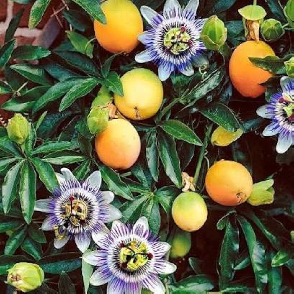 Passion flower orange variety seeds Passiflora Edulis for planting