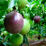 Passion Fruit Seeds Dark Red Variety for Home Gardening