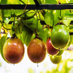 Passion Fruit Seeds Marron Red Passiflora Edulis variety for home gardening