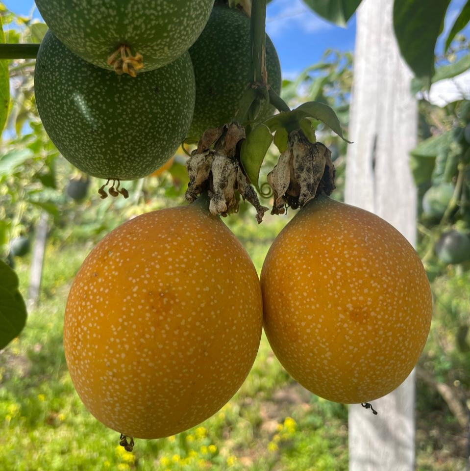 Passion fruit seeds grown on trellis support