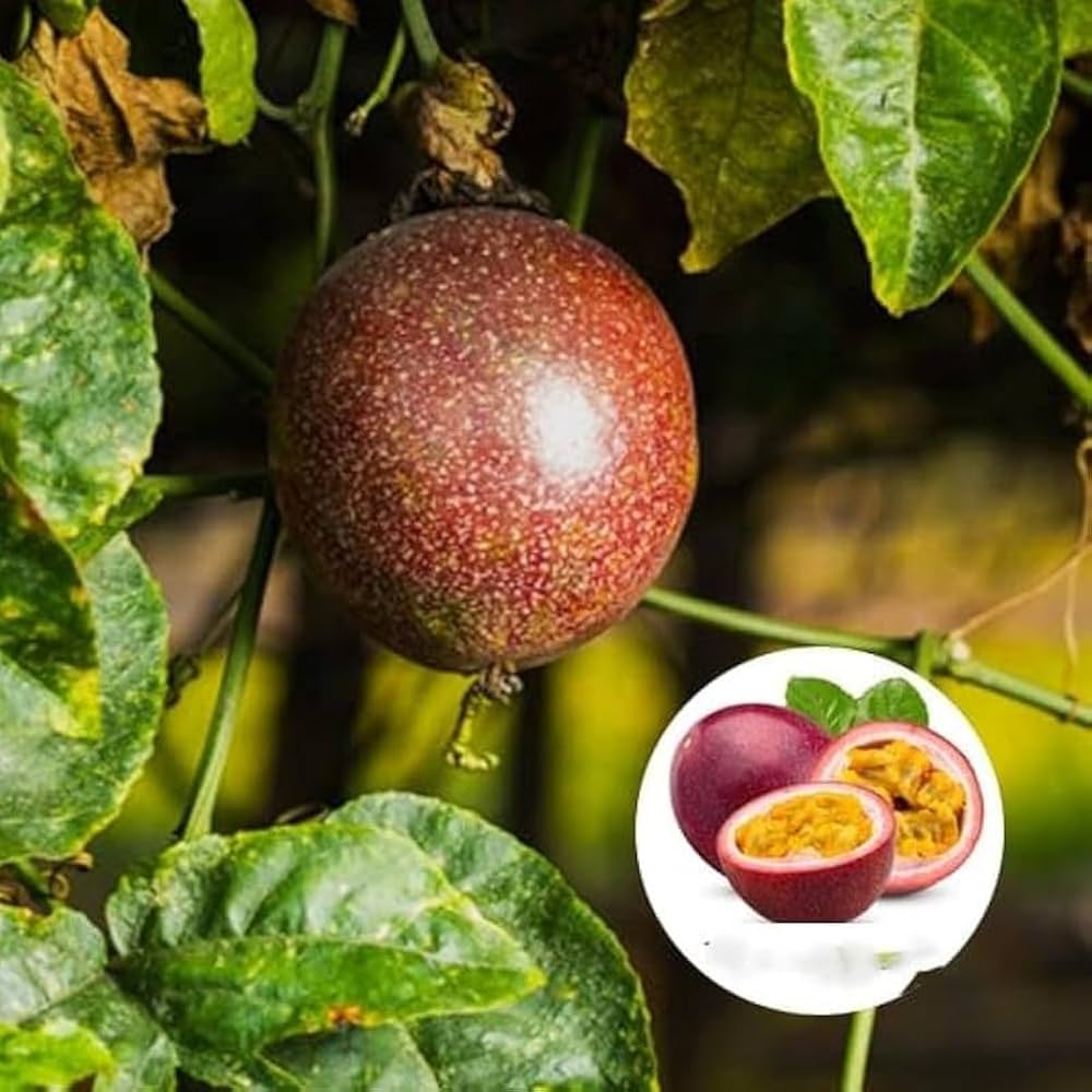 How to soak passion seeds before planting for better germination