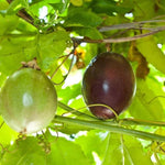 Passion vine seeds grown in containers for balcony gardening