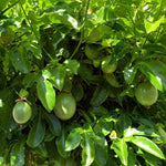Passion Vine Growing in Garden from Seeds