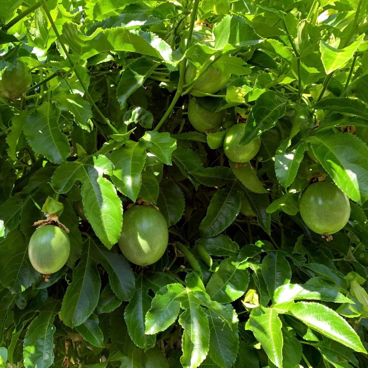 Passion Vine Growing in Garden from Seeds