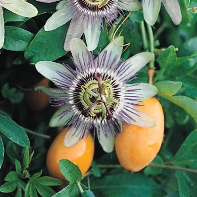 Heirloom Passiflora Incarnata passionflower seeds for home garden