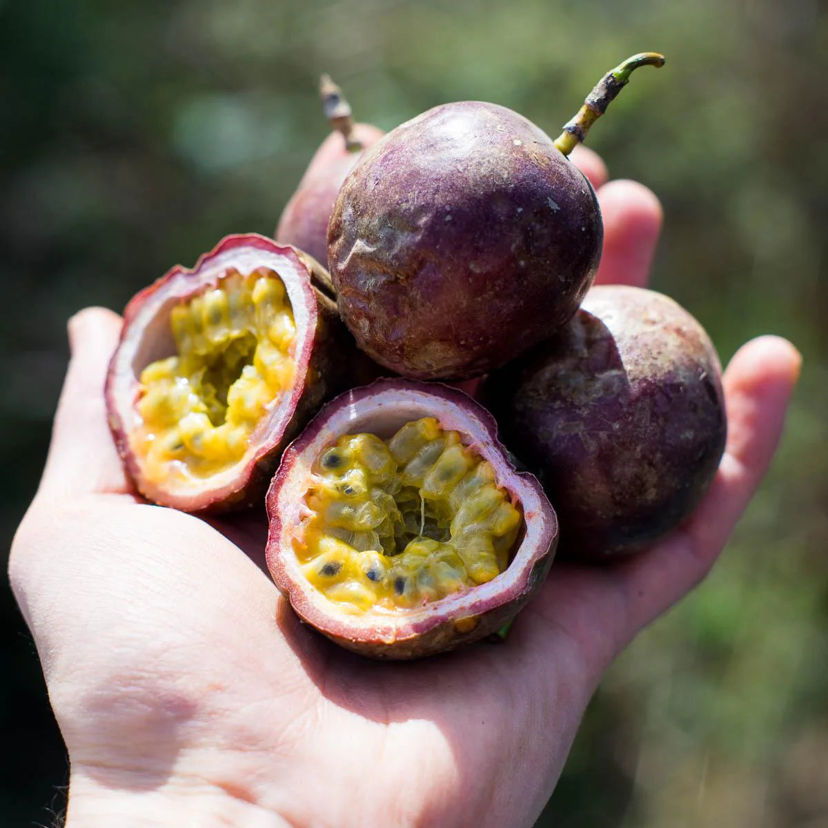 High germination Passion Flower vine seeds for home gardening