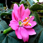 Passionfruit Climbing Plant From Banana Passionfruit Seeds