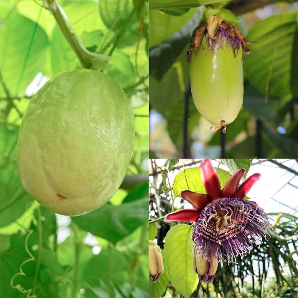 Giant Granadilla passionfruit seeds germination guide