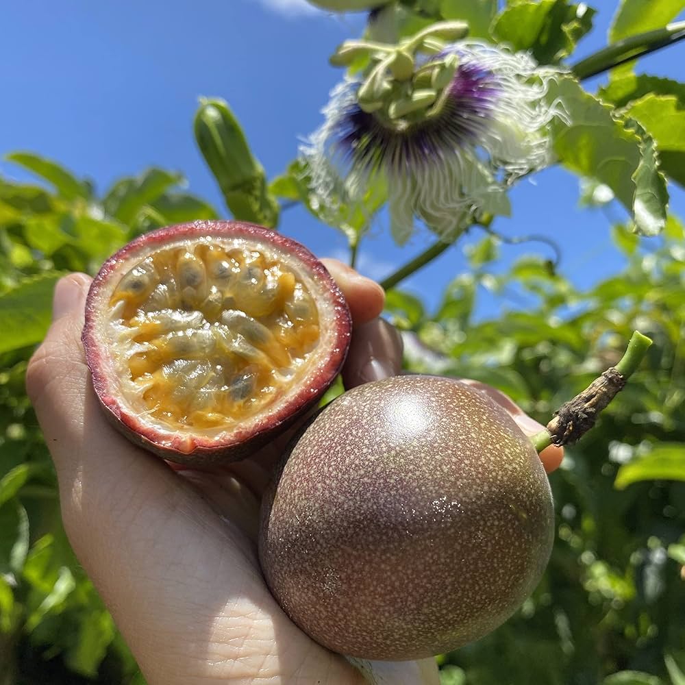 Passionfruit seeds for planting premium quality