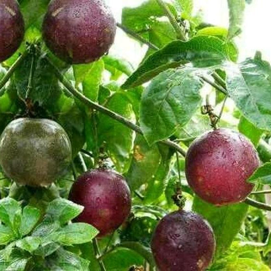 Passionfruit vine grown from seeds at home