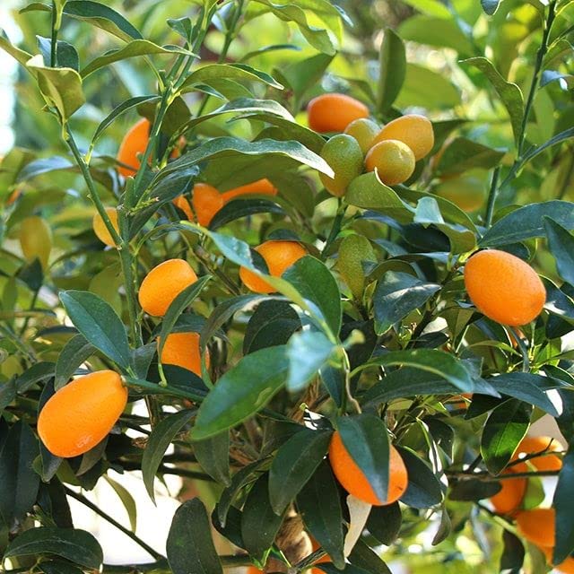 Kumquat Tangerine seeds suitable for patio containers and small spaces