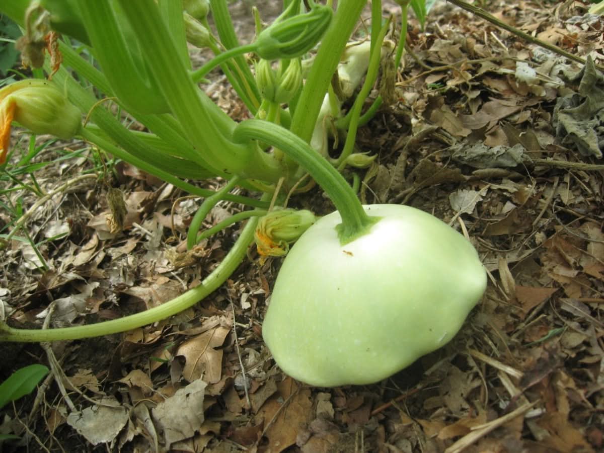 Mixed Patty Pan Seeds for Planting heirloom & Non-GMO Seeds