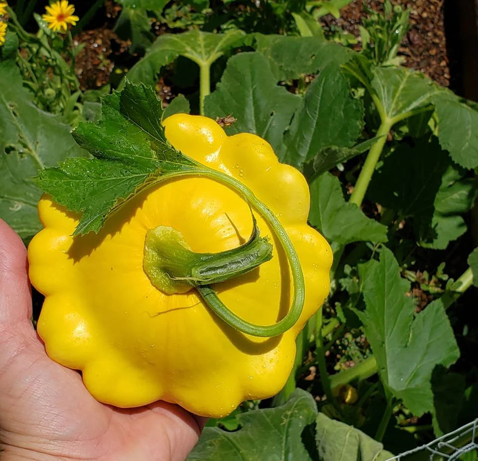 Sunburst Hybrid Squash Seeds | Pattypan Golden Scallop Squash – Heirloom, Non-GMO, High Germination Organic Garden Seeds