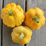 Pattypan Vegetable Seeds for Planting - 100 Pcs pcs - Dharaseeds