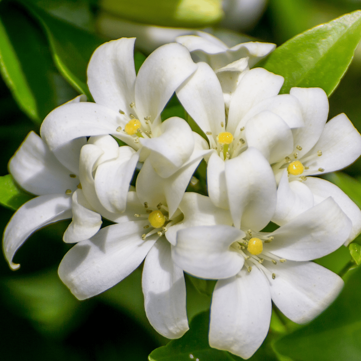 Climbing Jasmine