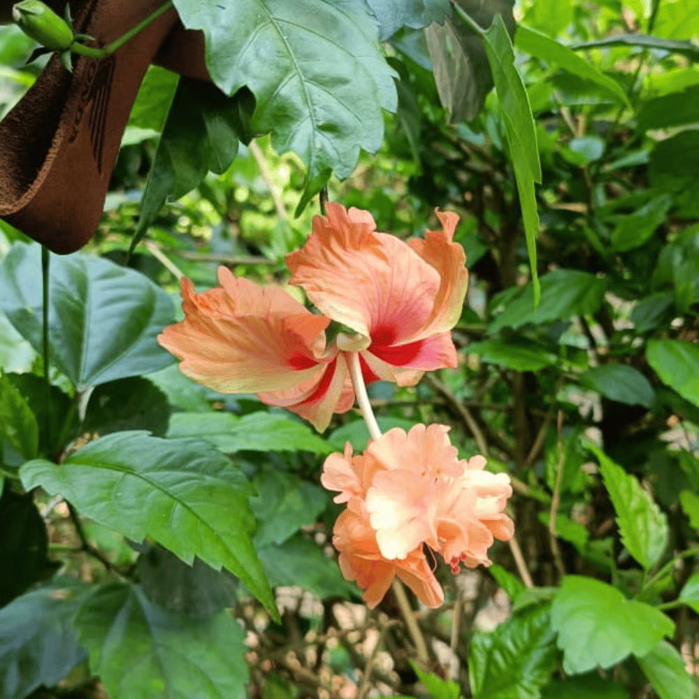 Double Pink Orange Hibiscus Flower Seeds Hardy Giant Exotic Variety for Planting