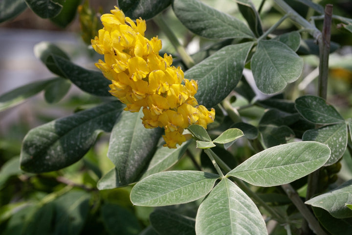 Cytisus Battandieri Flower Seeds for Planting - 100 pcs