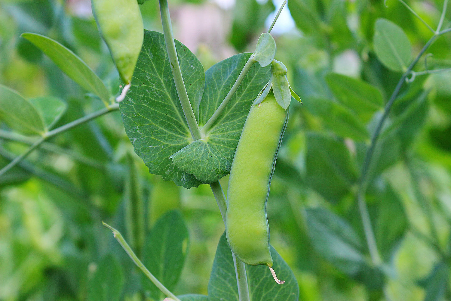 Peas Vegetable Seeds for Planting