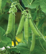 Snap pea seeds sprouting and germination guide