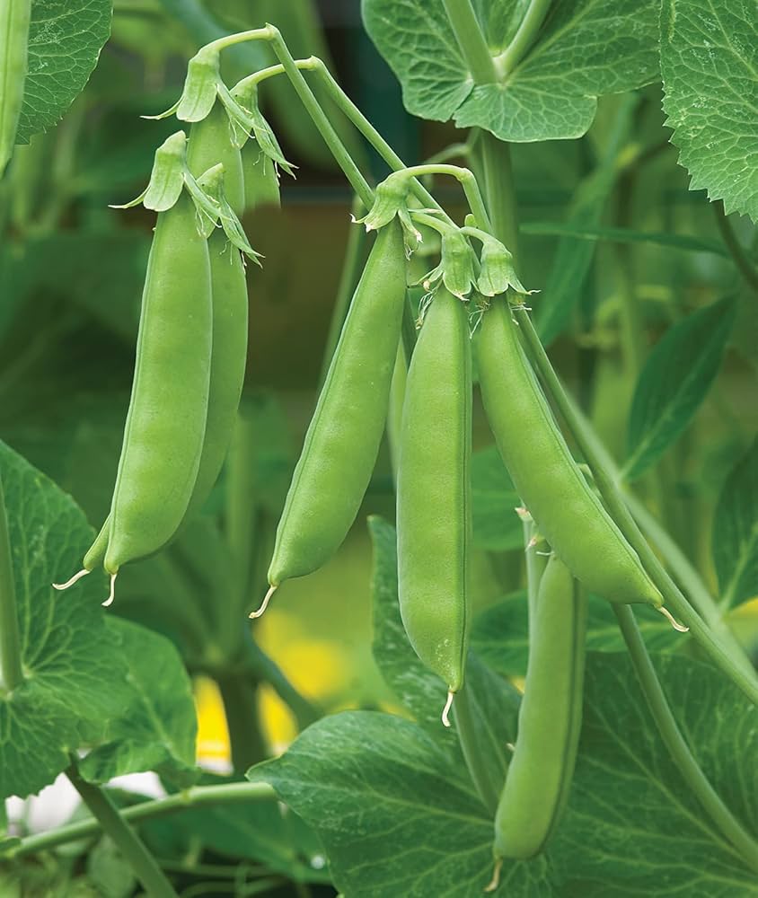 Snap pea seeds sprouting and germination guide