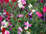 Pea - Vles Seeds Choice Mix – Premium Blend of Edible Garden Peas - Dharaseeds