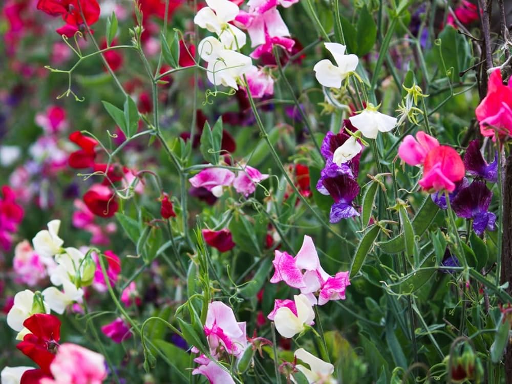 Pea - Vles Seeds Choice Mix – Premium Blend of Edible Garden Peas - Dharaseeds