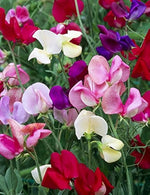 Pea - Vles Seeds Choice Mix – Premium Blend of Edible Garden Peas - Dharaseeds