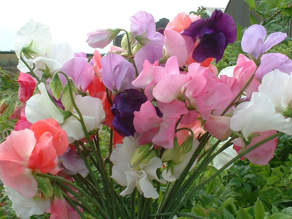 Pea - Vles Seeds Choice Mix – Premium Blend of Edible Garden Peas - Dharaseeds