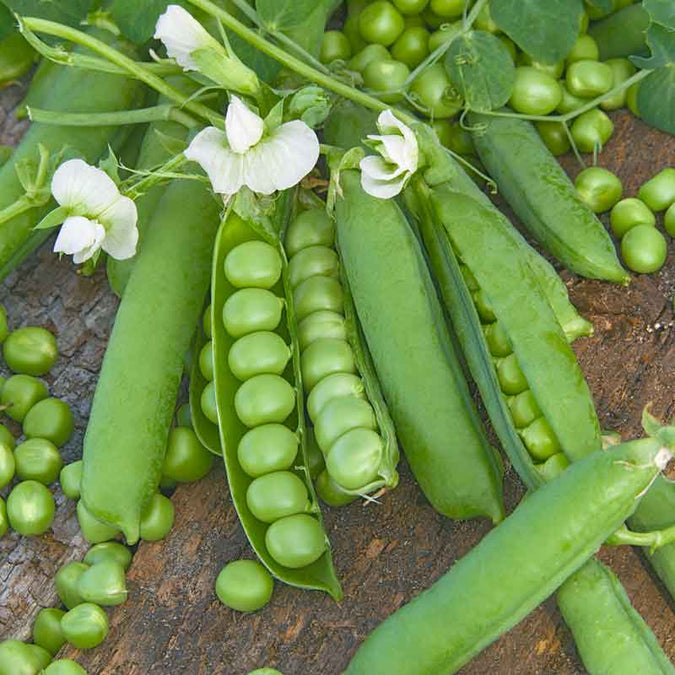 vegetables fresh high quality vegetable seeds for home gardens and farms perfect for growing healthy and nutritious crops organic vegetables premium organic vegetable seeds for sustainable farming and healthy homegrown produce suitable for all climates