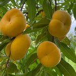 Peach bonsai tree grown from peach seeds in pots

3.