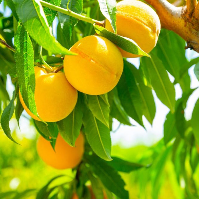Peach seeds growing into potted bonsai tree