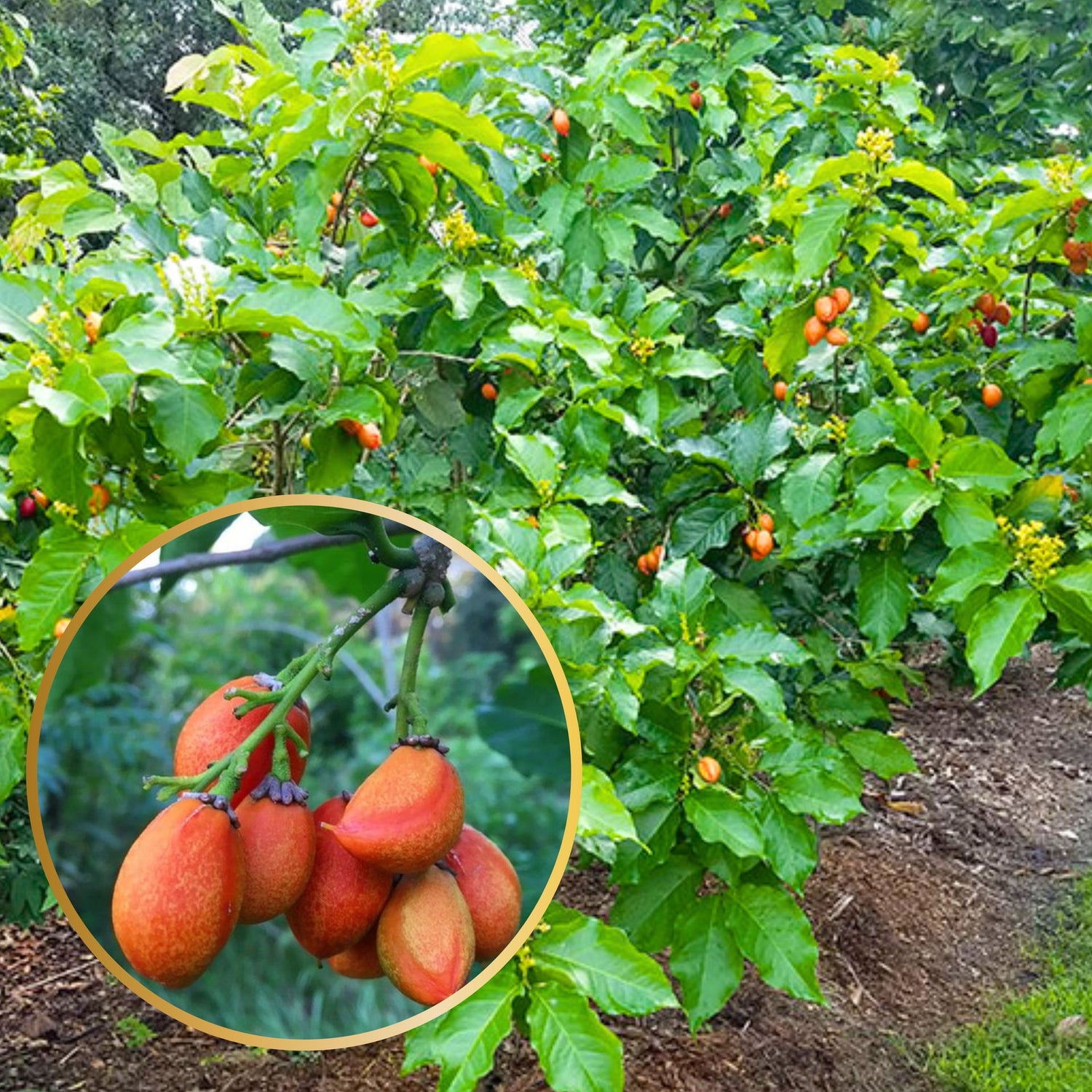 Peanut Butter Fruit (Bunchosia argentea) – A Unique, Creamy, and Sweet Fruit for Exotic Snacking