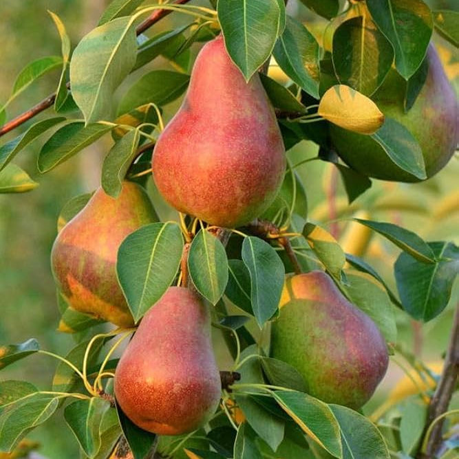 Pear Pyrus Communis red variety premium seeds for planting