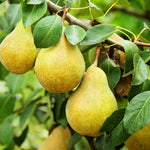 Pear tree seeds ideal for backyard gardening