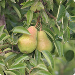Perennial pear tree seeds for long-term fruit production