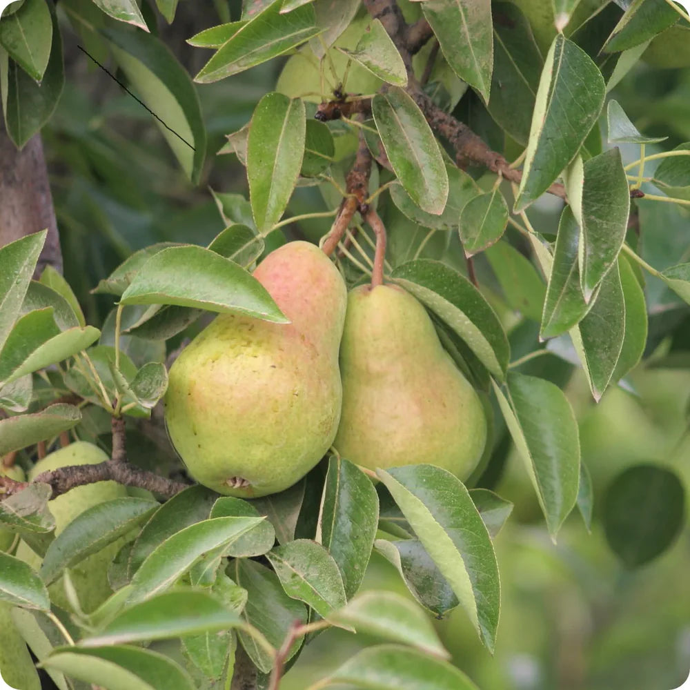 Perennial pear tree seeds for long-term fruit production