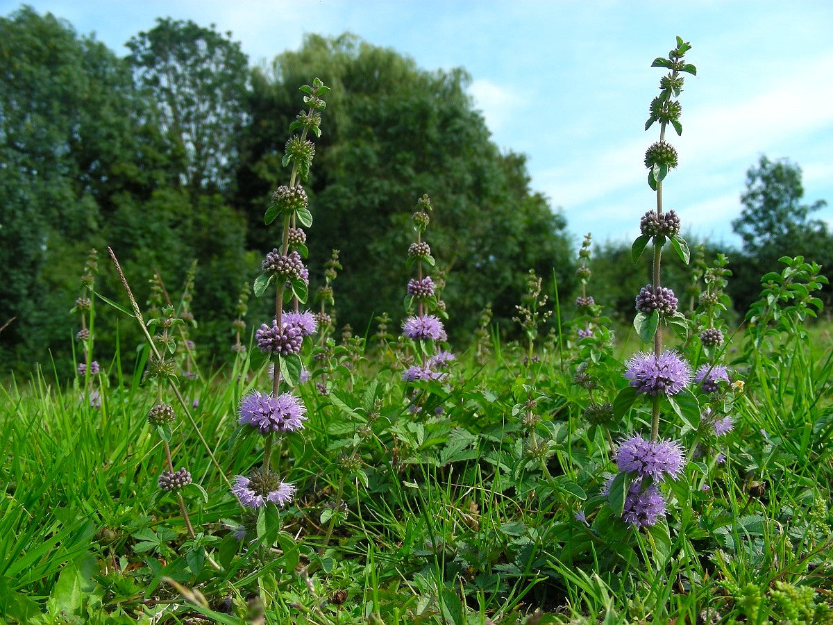 Pennyroyal seeds germination in seed tray