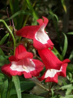Penstemon Hartwegii Scarlet Seeds – Bright Red Blooms for Pollinator Gardens - Dharaseeds