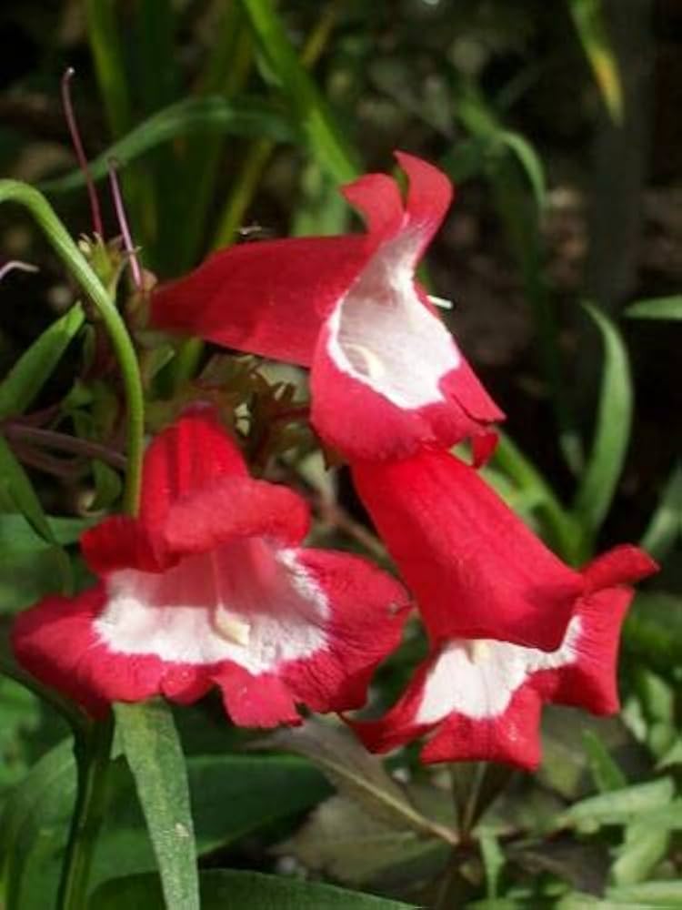 Penstemon Hartwegii Scarlet Seeds – Bright Red Blooms for Pollinator Gardens - Dharaseeds